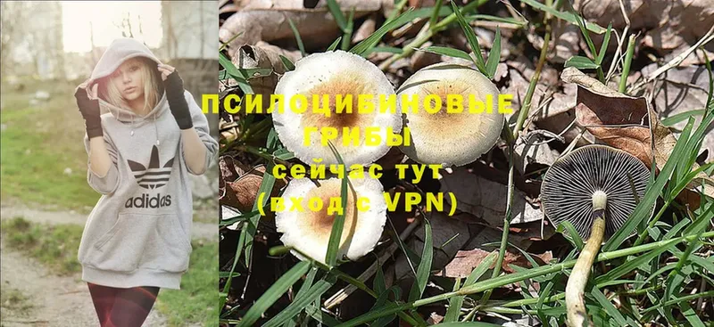 продажа наркотиков  MEGA как зайти  Галлюциногенные грибы MAGIC MUSHROOMS  Вольск 